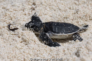 Exhausted.....!!  A tiny baby Green Turtle hatching makin... by Marteyne Van Well 